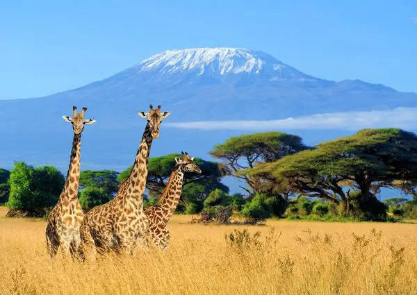 14 dni na Kilimandżaro