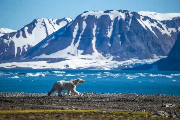 5 dni na Spitsbergenie