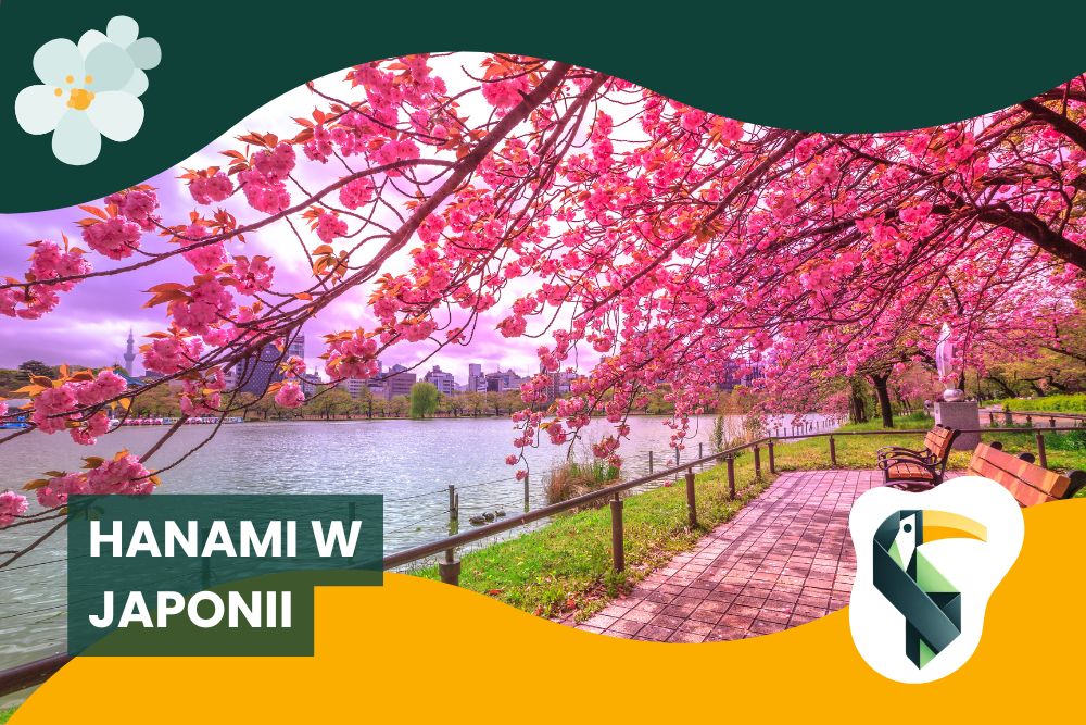 Hanami w Japonii
